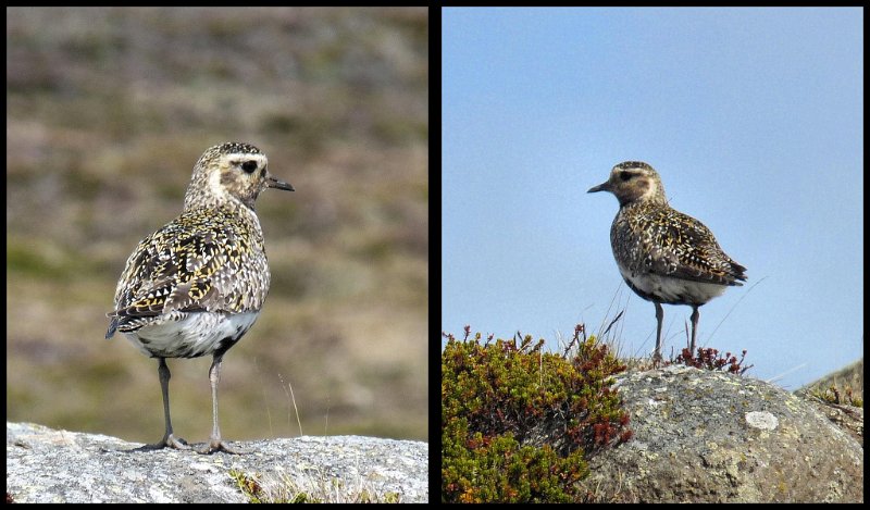 B (79) Golden Plover.JPG